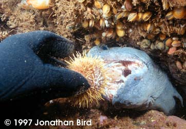 Atlantic Wolf Fish [Anarhichas lupus]